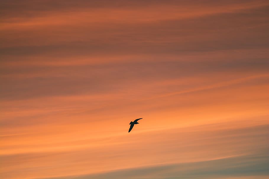 sunset, flying, vertebrate, sky, orange color, bird, animal HD wallpaper