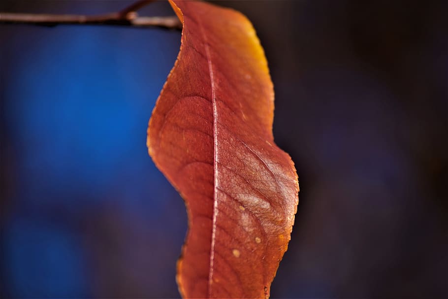leaf, orange, blur, leaves, autumn, nature, colorful, tree HD wallpaper