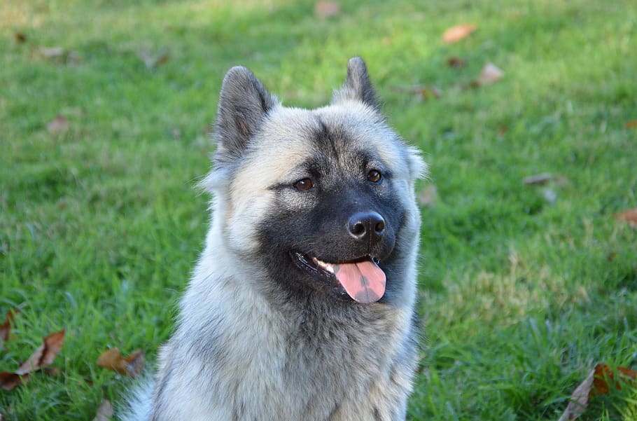dog, bitch, eurasier, bitch nova, dog nordic, animal young female HD wallpaper