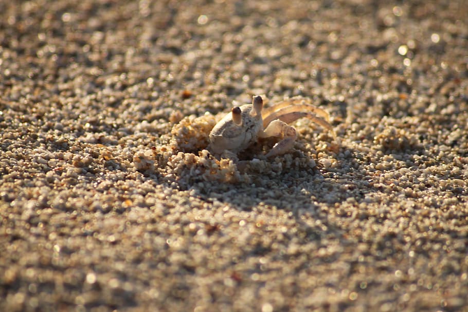 cancer, beach, crab, shellfish, nature, pliers, sand, pet armor HD wallpaper