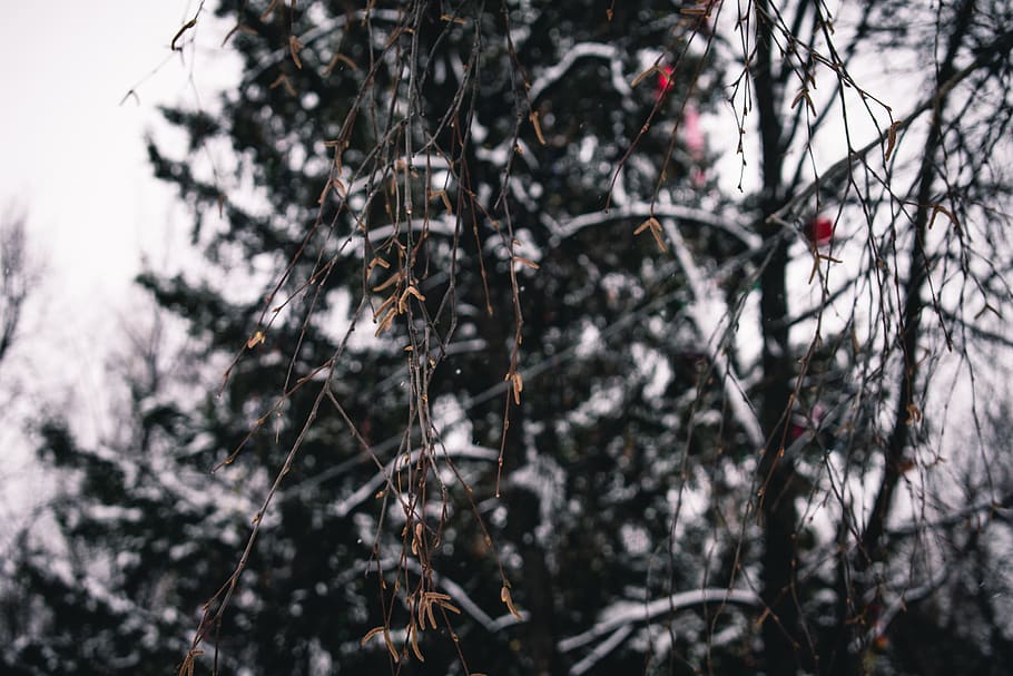 tree, winter, cold, snow, branch, nature, wallpaper, plant HD wallpaper