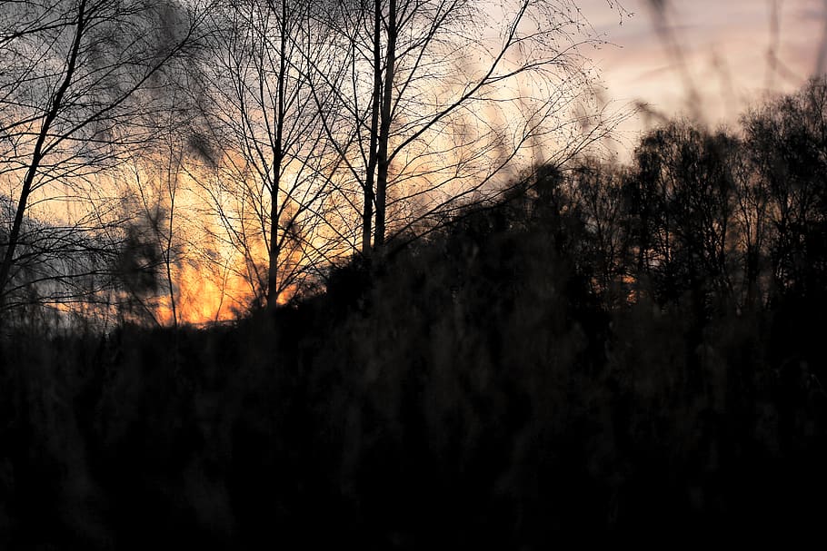 sun, sunset, forest, dark, hidden, tree, silhouette, plant HD wallpaper