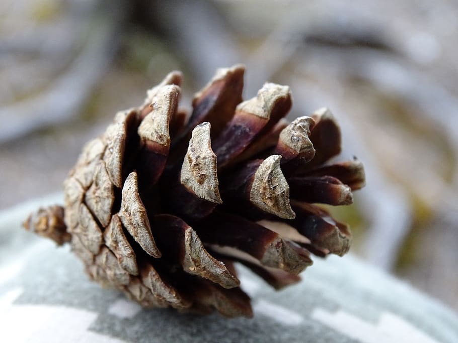 pine cone, macro, close-up, food and drink, large group of objects HD wallpaper