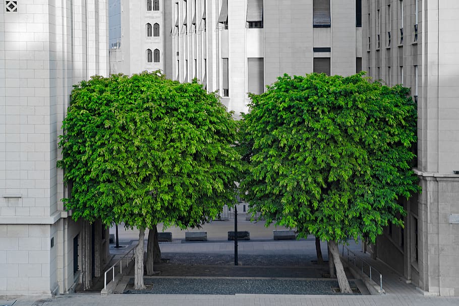 tree, foliage, cityscape, urban, buildings, beirut, lebanon HD wallpaper