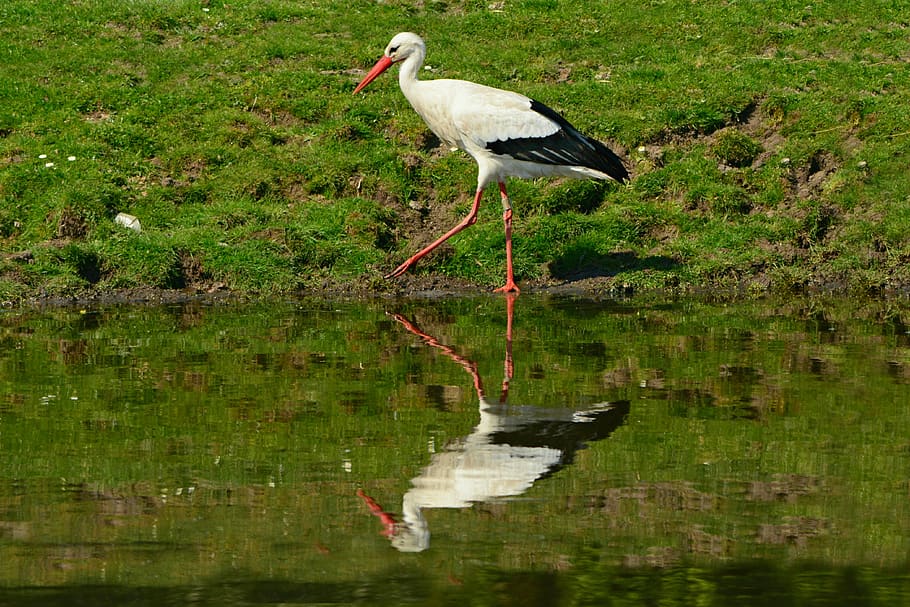 stork, bird, animal, feather, plumage, beak, leg, wading, water, HD wallpaper