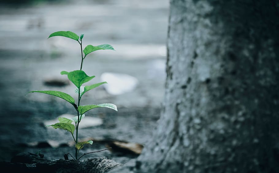 Green Leaf Plant Beside Tree, bright, ecology, environment, environmental HD wallpaper