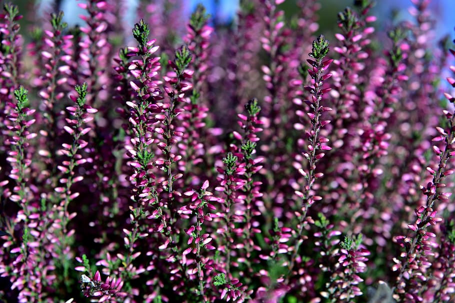 erika, heather, pink, bloom, autumn, close up, plant, nature HD wallpaper