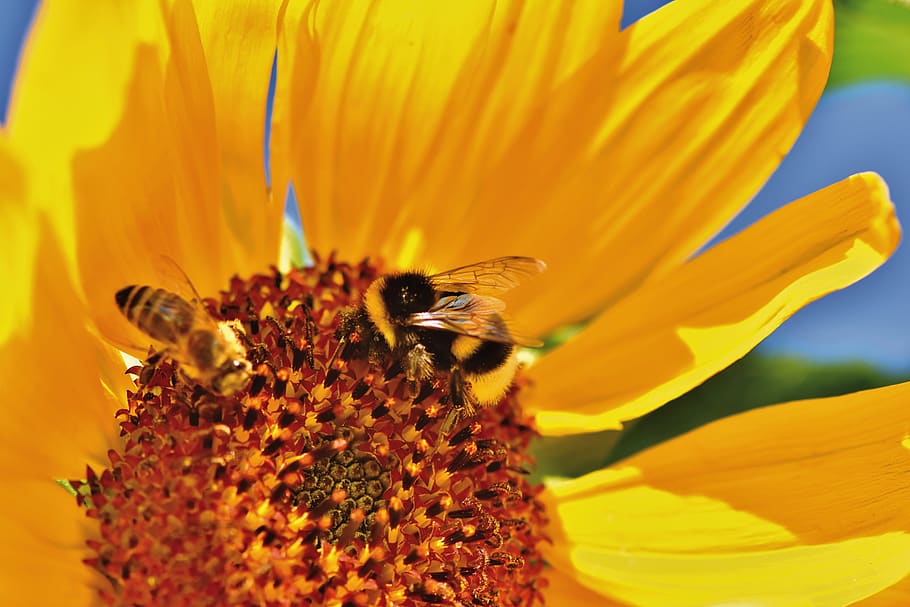 hummel, insect, blossom, bloom, pollination, pollen, sprinkle HD wallpaper