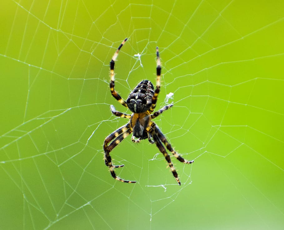 spider, web, to, nature, design, pattern, color, spring, flower HD wallpaper