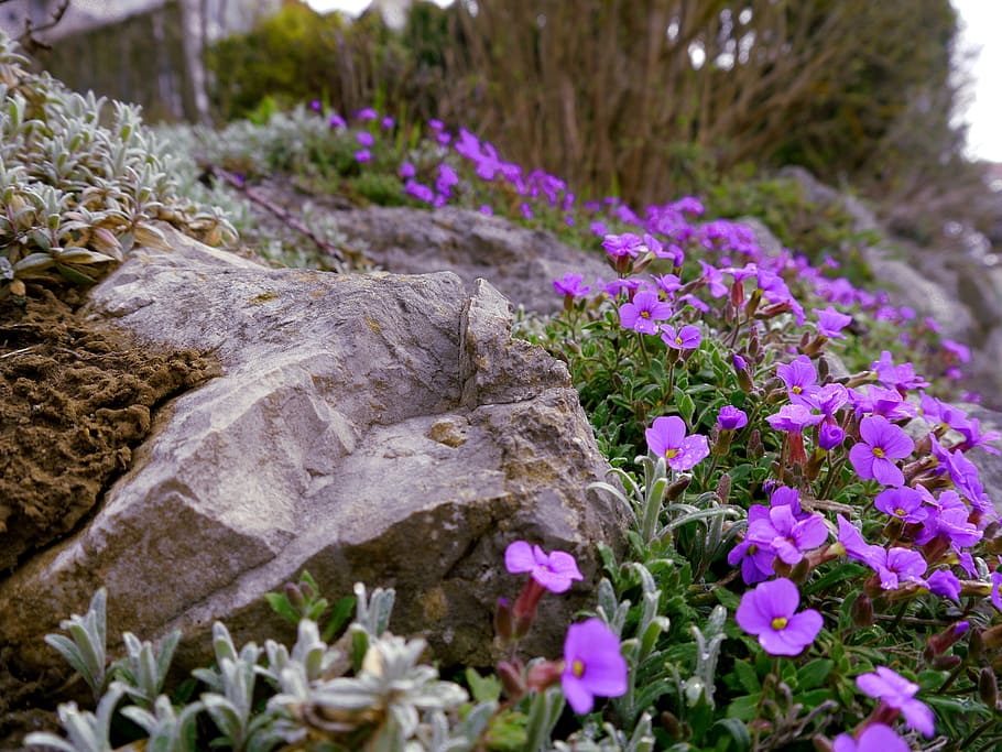 germany, zang, flower, spring, stone, flowering plant, growth HD wallpaper