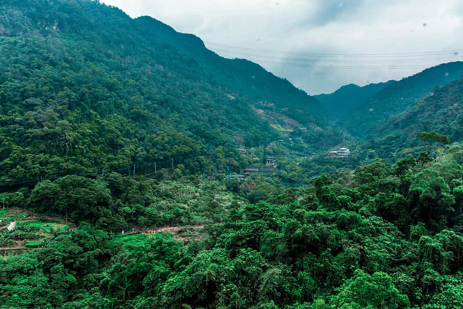taiwan, maokong, mountain, scenics - nature, tree, green color HD wallpaper