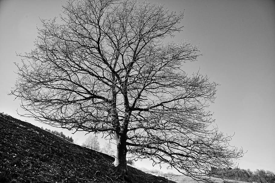 tree, oak, nature, landscape, scenic, black white, bare tree HD wallpaper