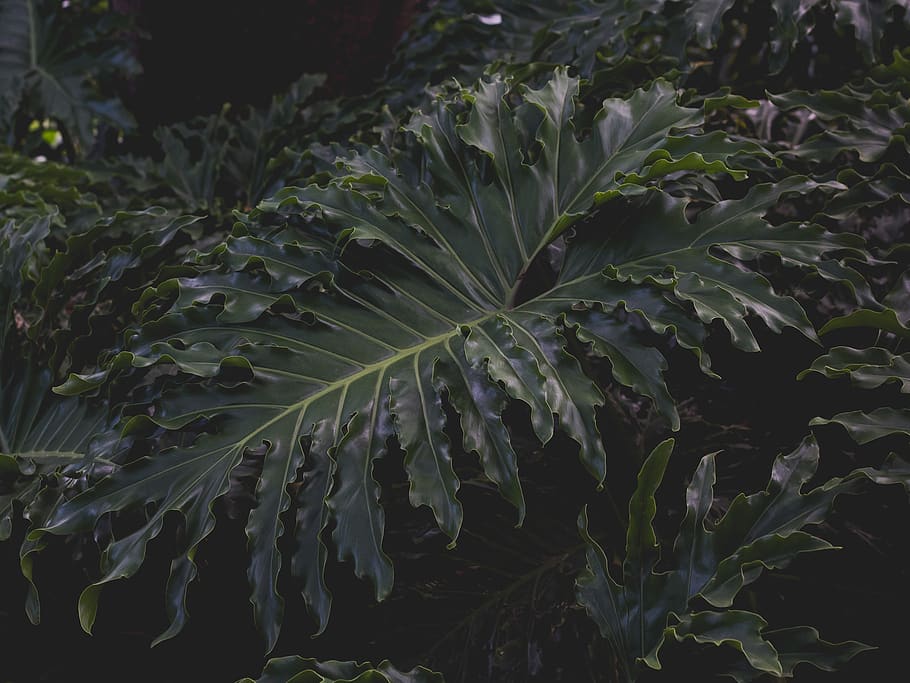 leaf, leafy, leaves, tropical, jungle, green, greenery, growth HD wallpaper