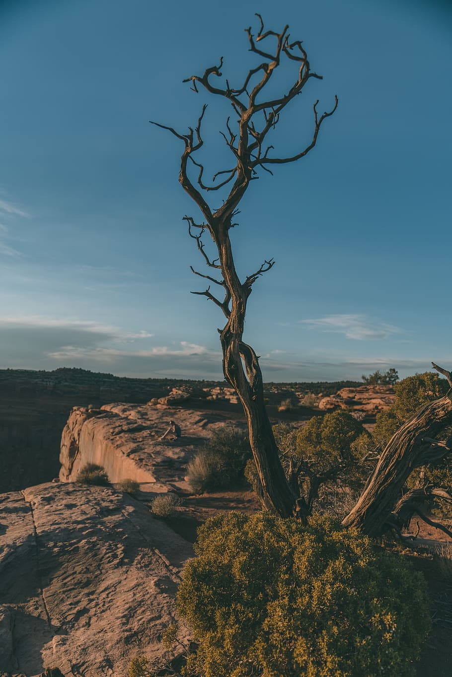bare tree near cliff, nature, outdoors, mountain, mesa, plateau HD wallpaper