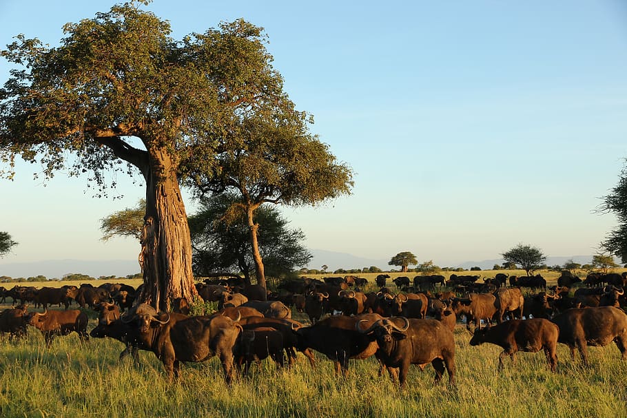 buffalos, tree, plant, mammal, animal, group of animals, animal themes HD wallpaper