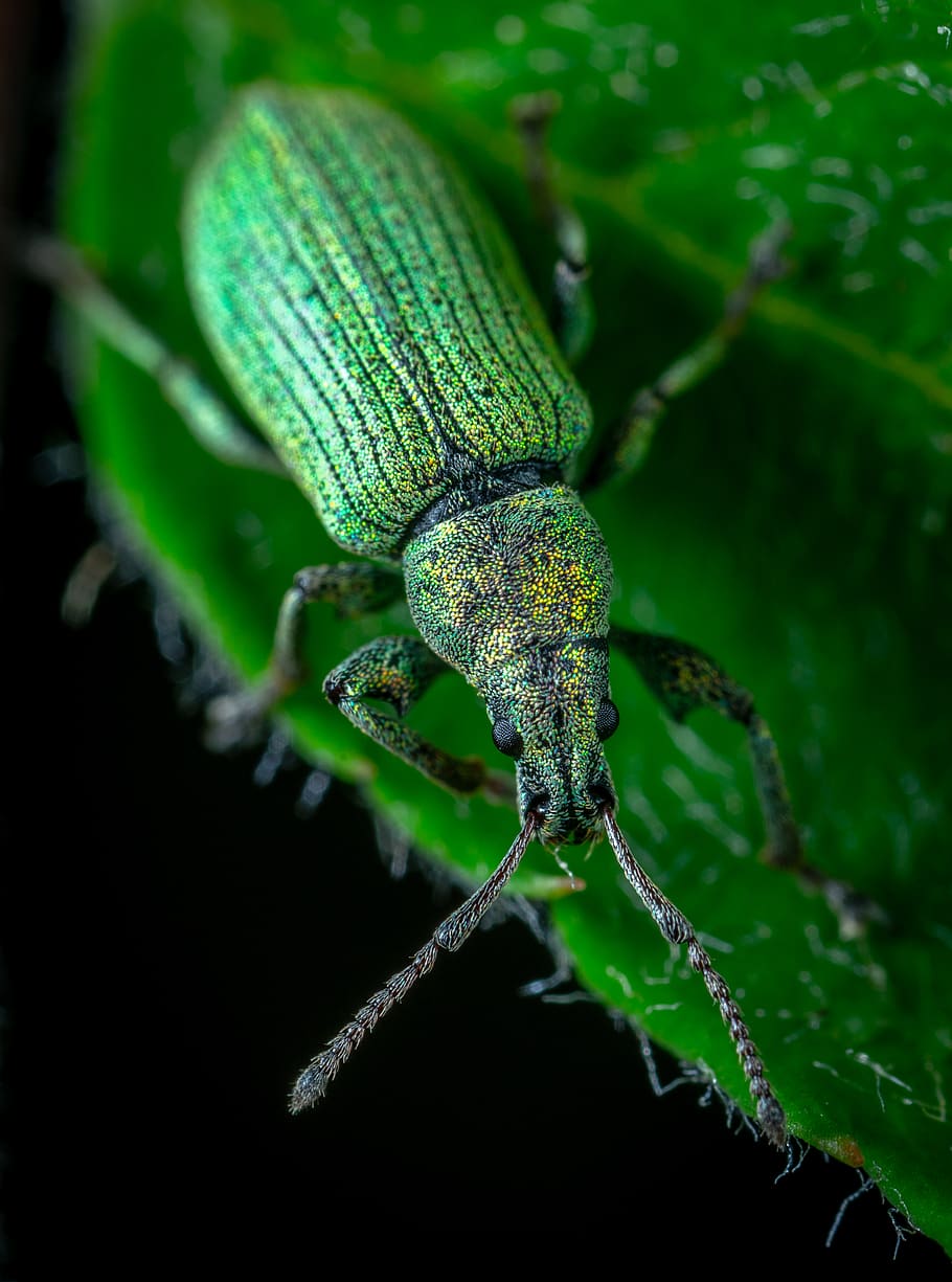Selective Focus Photography of Blister Beetle, animal, biology HD wallpaper