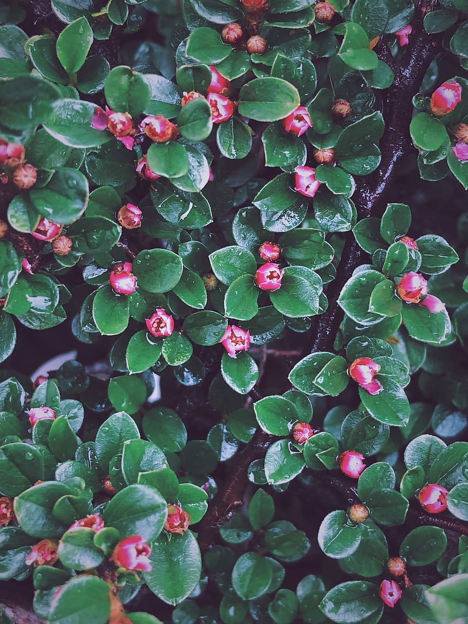 nature, flower, spring, green, fresh, pink, plant, leaf, plant part HD wallpaper