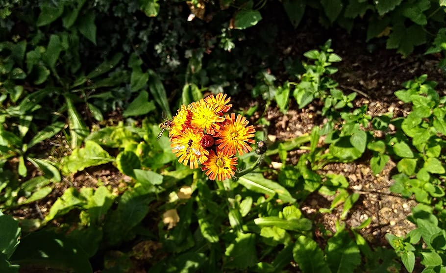 insect, hoverfly, blossom, bloom, flower, summer, plant, flowering plant HD wallpaper