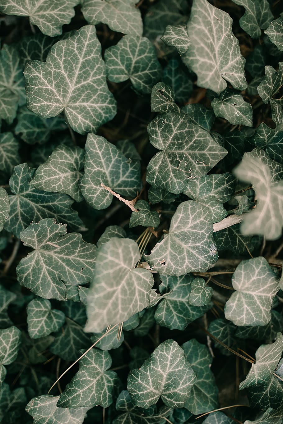 green plant, ivy, flora, leaf, plant part, growth, beauty in nature HD wallpaper