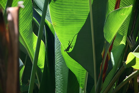 tree, nature, grass, branch, plant, sunlight, leaf, flower HD wallpaper