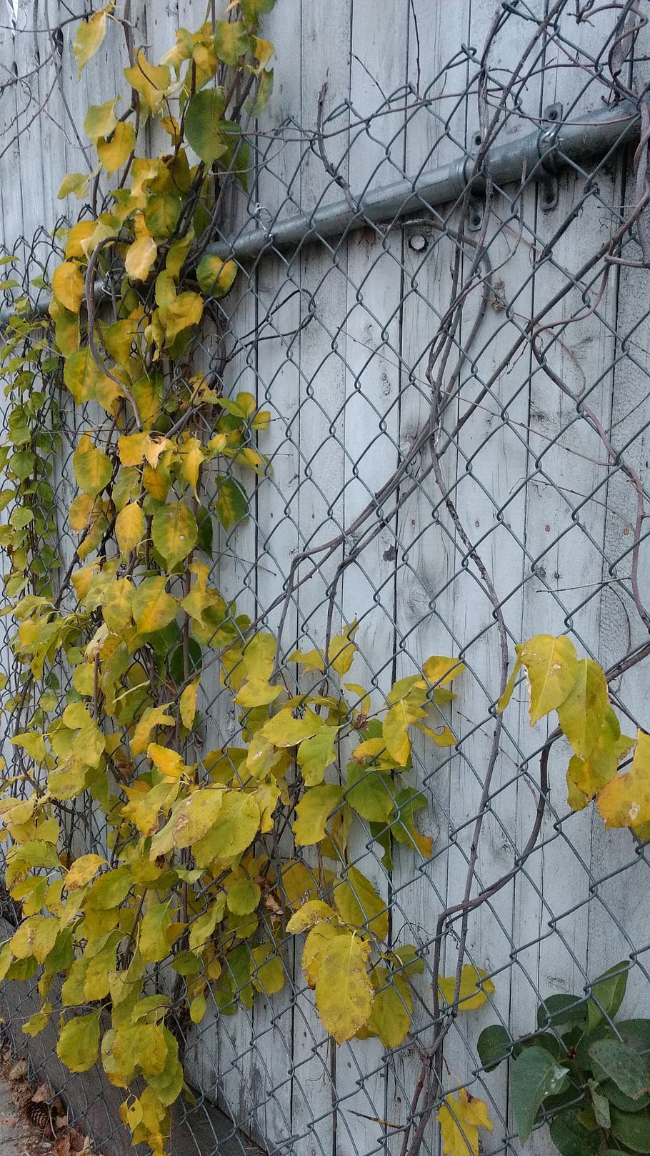 united states, worcester, yellow, plant, growth, plant part HD wallpaper