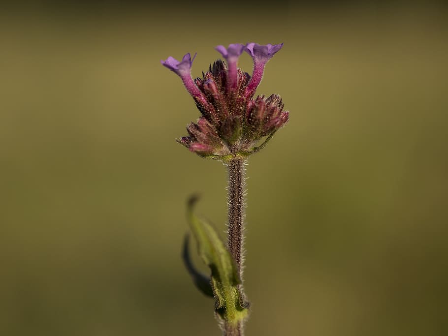 argentina, cabildo, plant, flower, flowering plant, close-up HD wallpaper