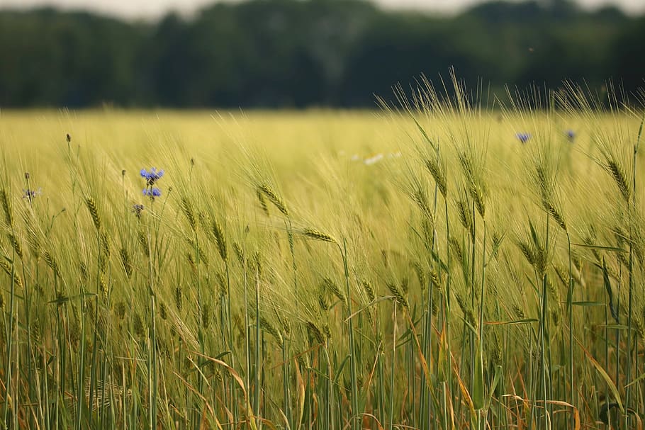 wheat field, spike, cornfield, bread, wheat spike, field crops HD wallpaper