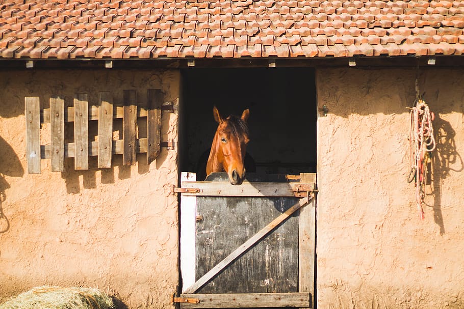 window, horse, brown, farm, country, equus, animal, mammal HD wallpaper