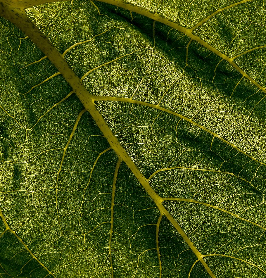 leaf, plant, green, summer, nature, sunflower, veins, green color HD wallpaper