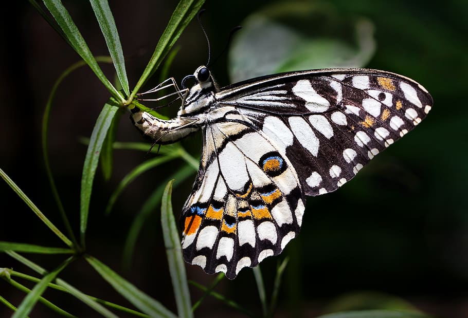 white and brown butterfly, animal themes, animal wildlife, animal wing HD wallpaper