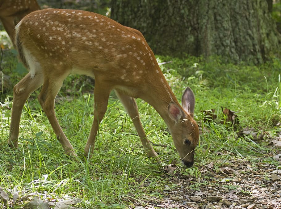deer, white, tailed, animal, wild, nature, jungle, park, animal themes HD wallpaper