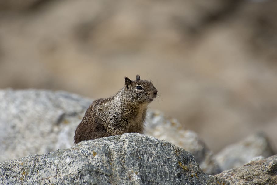 squirrel, wildlife, animal wildlife, rodent, animal themes HD wallpaper