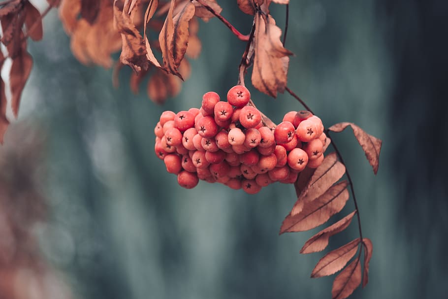 Close-Up of Red Berries, berry, blur, branch, cluster, flora HD wallpaper