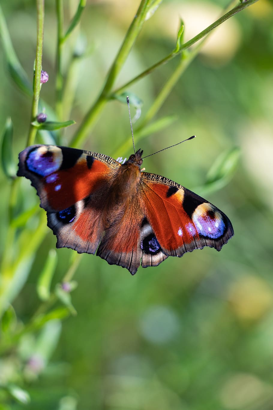 peacock, butterfly, insect, animal wildlife, animal themes HD wallpaper