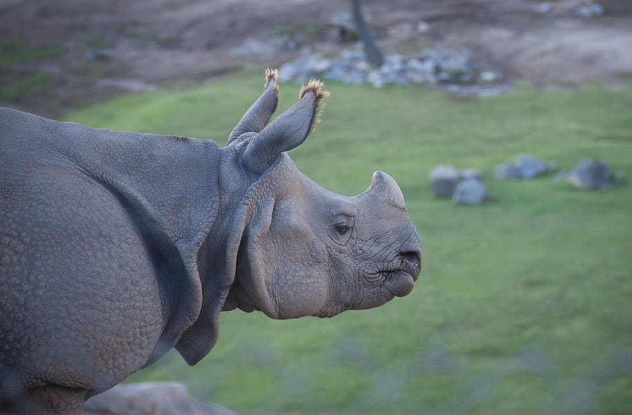 san diego, san diego safari park, rhino, rhinoceros, animal, HD wallpaper