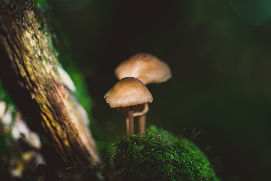 Macro Photography Of Mushrooms, 4k wallpaper, blur, Boletus, close-up