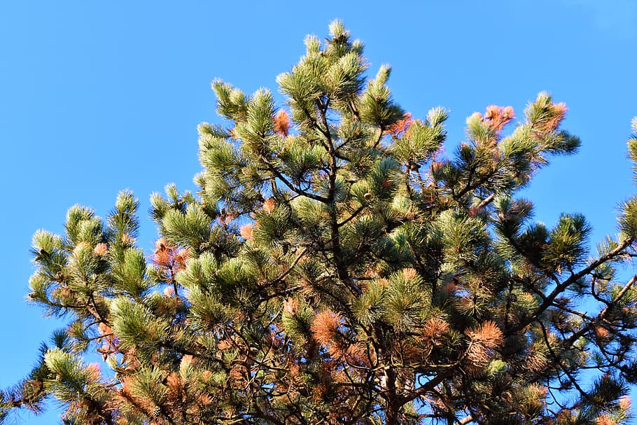 green fine tree under blue sky, plant, christmas tree, ornament HD wallpaper