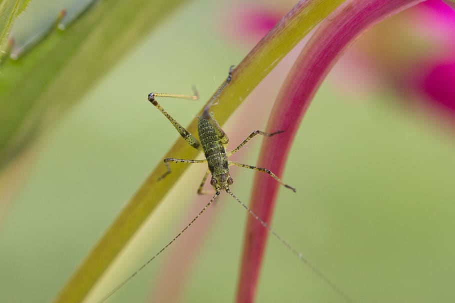 shallow focus photography of green insect, grasshopper, animal, HD wallpaper