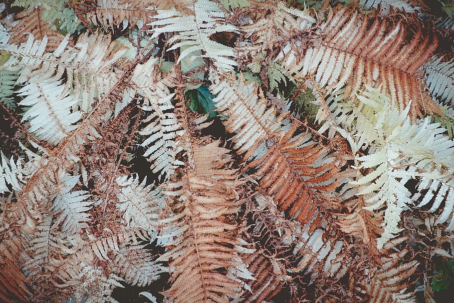 fern, dry, dead, autumn, brown, leaves, fall, winter, plants HD wallpaper
