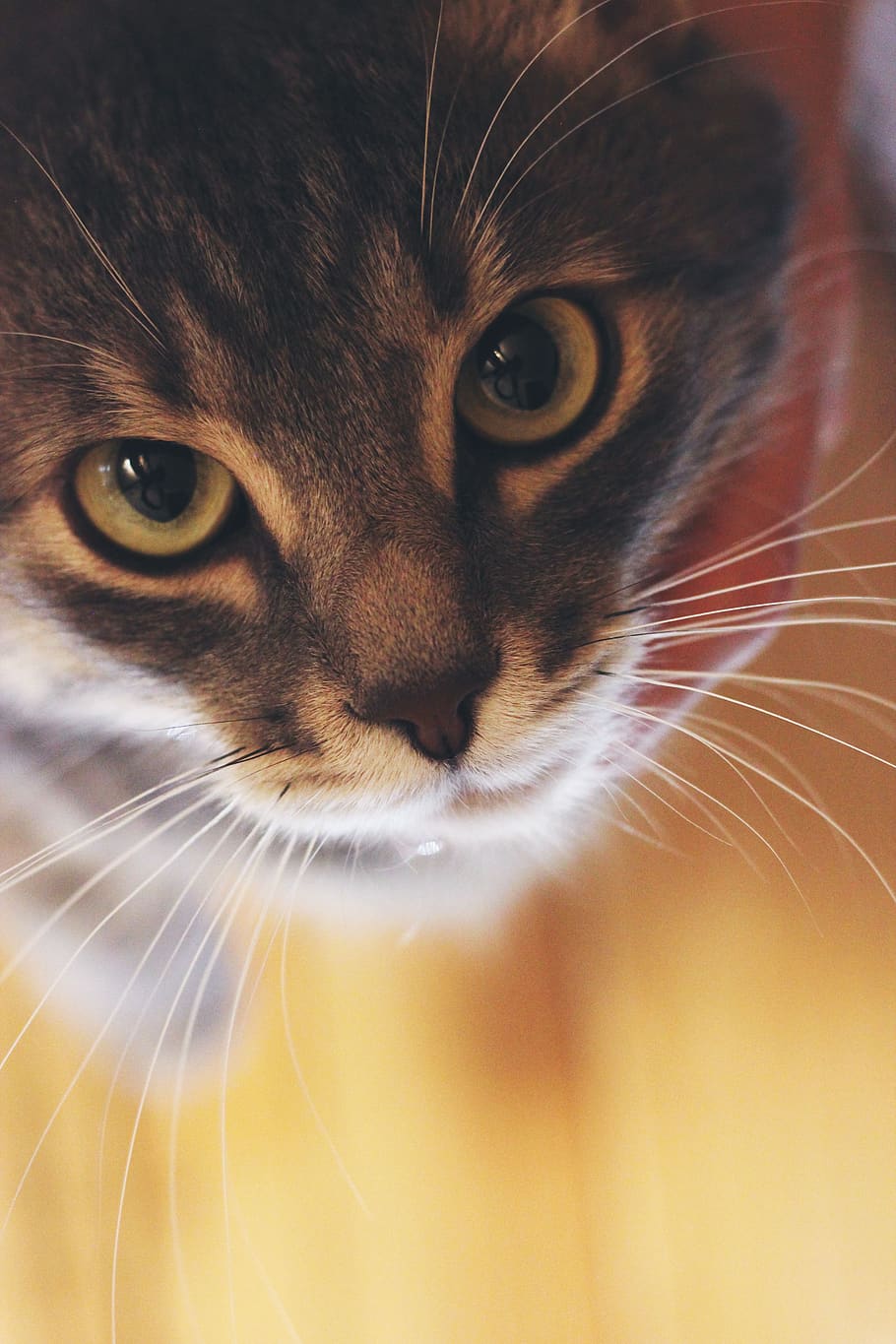 cat, eyes, pets, gray, animal, feline, domestic cat, animal themes HD wallpaper