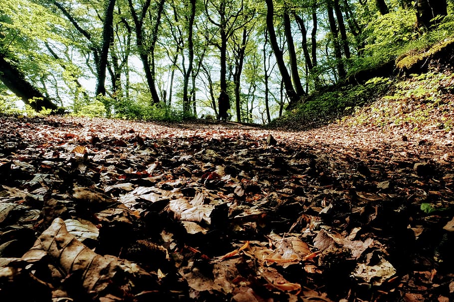 Ground forest