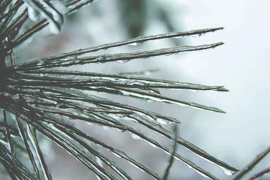 frozen water on thorns, ice, outdoors, nature, tree, droplet HD wallpaper