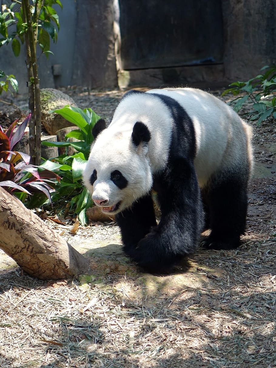 zoo, panda, wild, animal, nature, jungle, animal themes, animal wildlife HD wallpaper