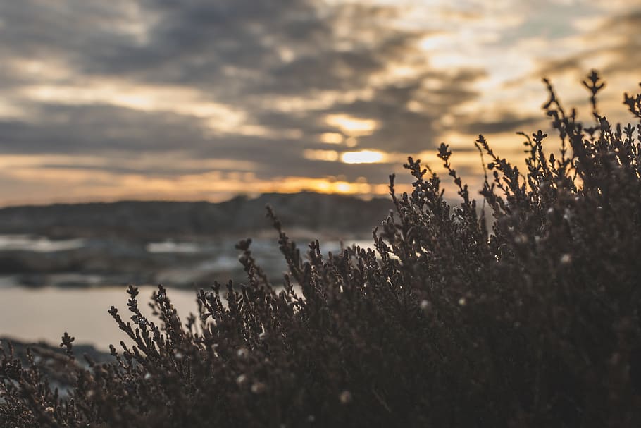 Depth Field Photo of Green Leaf Plant, beach, cloud, clouds, cloudy HD wallpaper