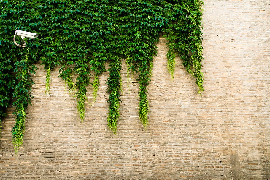 camera, vines, green, plant, wall, cctv, growth, green color HD wallpaper