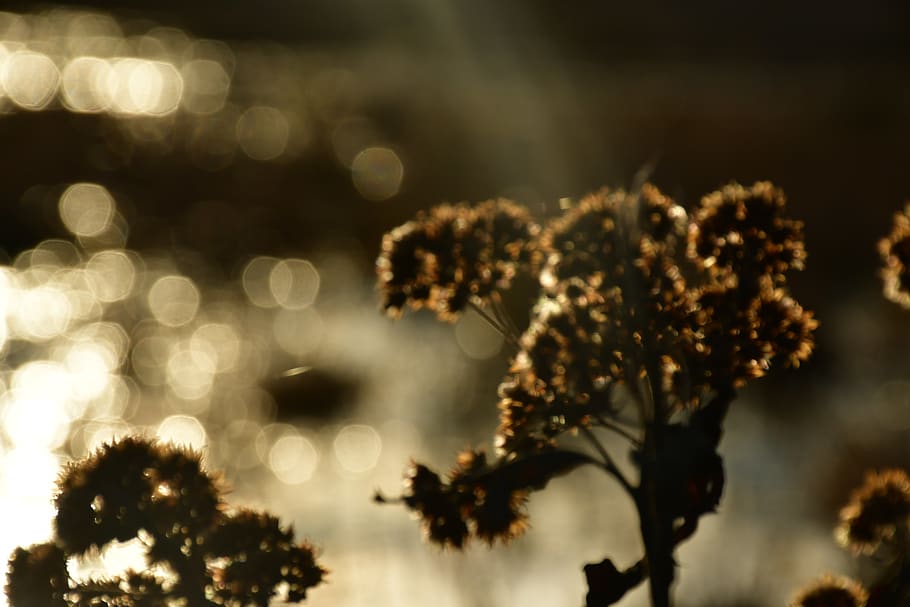 plant, no people, beauty in nature, focus on foreground, growth HD wallpaper