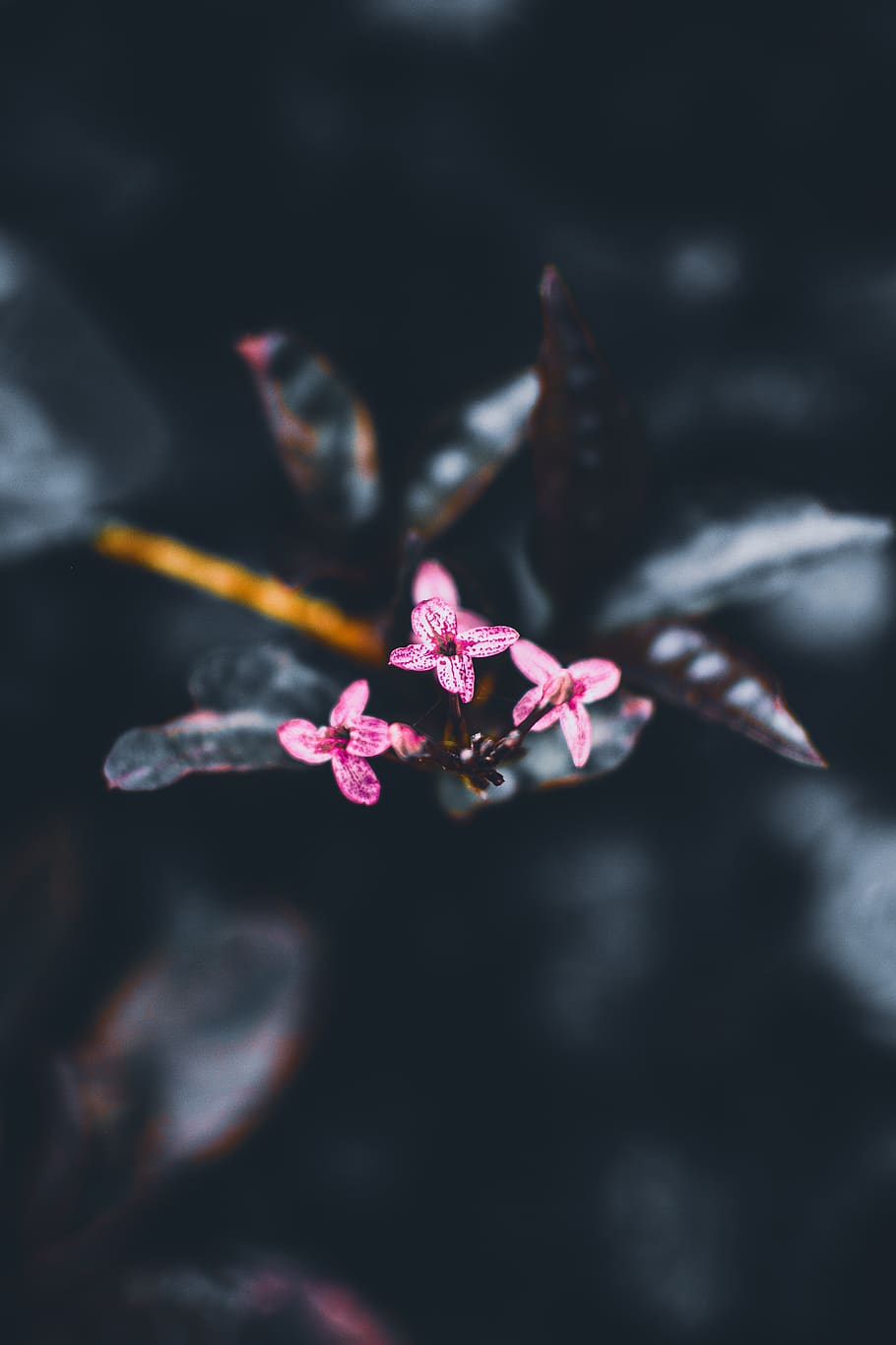 Pink Commelinaceae Flower, beautiful, blur, branch, close-up HD wallpaper