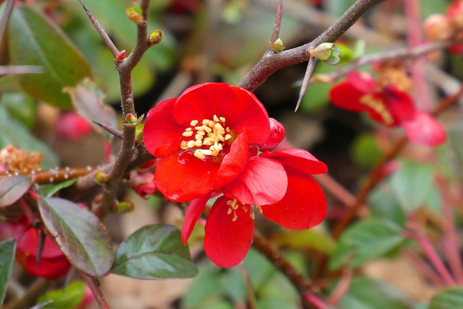 blossom, spring, bloom, flower, vegetable, red, petals, branch HD wallpaper