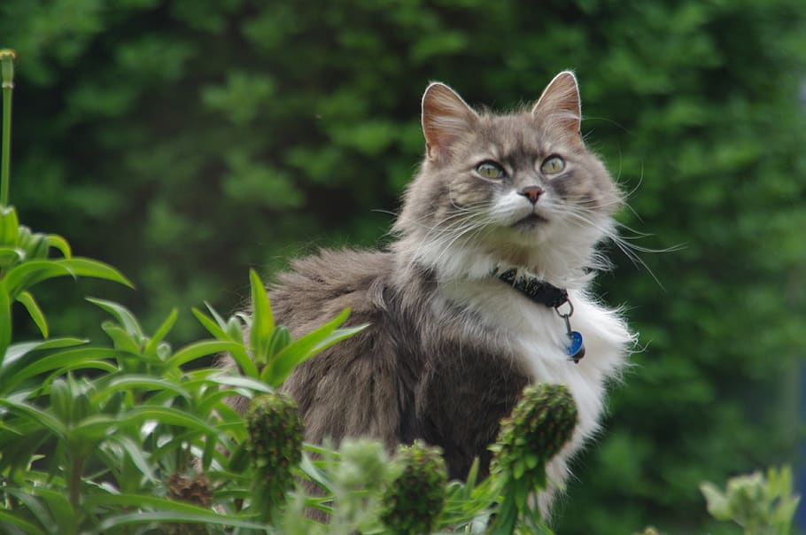 grey, fluffy, pet, cat, feline, animal, one animal, mammal HD wallpaper