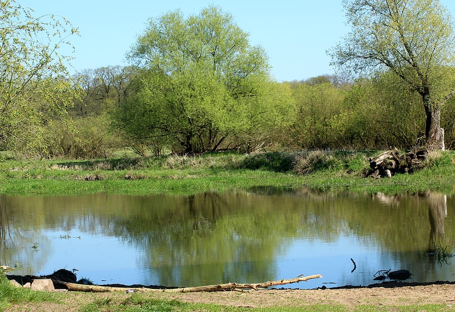 landscape, spring, spring landscape, water, green, nature, tree HD wallpaper